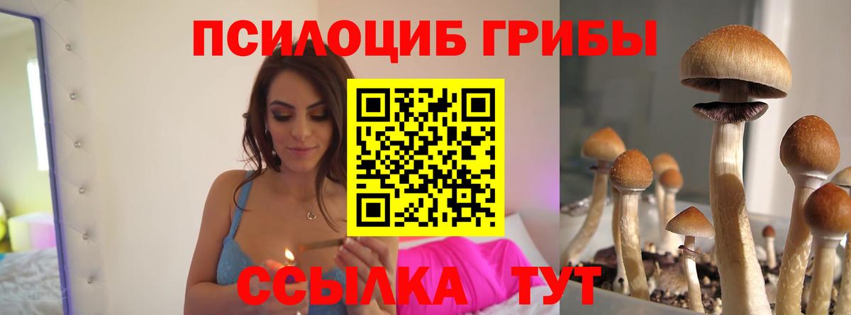 Галлюциногенные грибы Psilocybe Добрянка